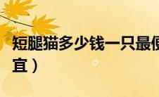 短腿猫多少钱一只最便宜（猫多少钱一只最便宜）