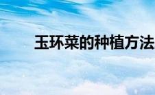 玉环菜的种植方法及图片（玉环菜）