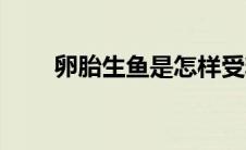 卵胎生鱼是怎样受精的（卵胎生鱼）