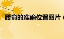腰俞的准确位置图片（腰俞的准确位置图）
