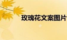 玫瑰花文案图片（玫瑰花文案）
